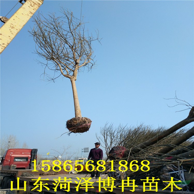 博冉苗木销售的国槐树  速生法桐  白蜡树是当季苗木发展的紧俏品种